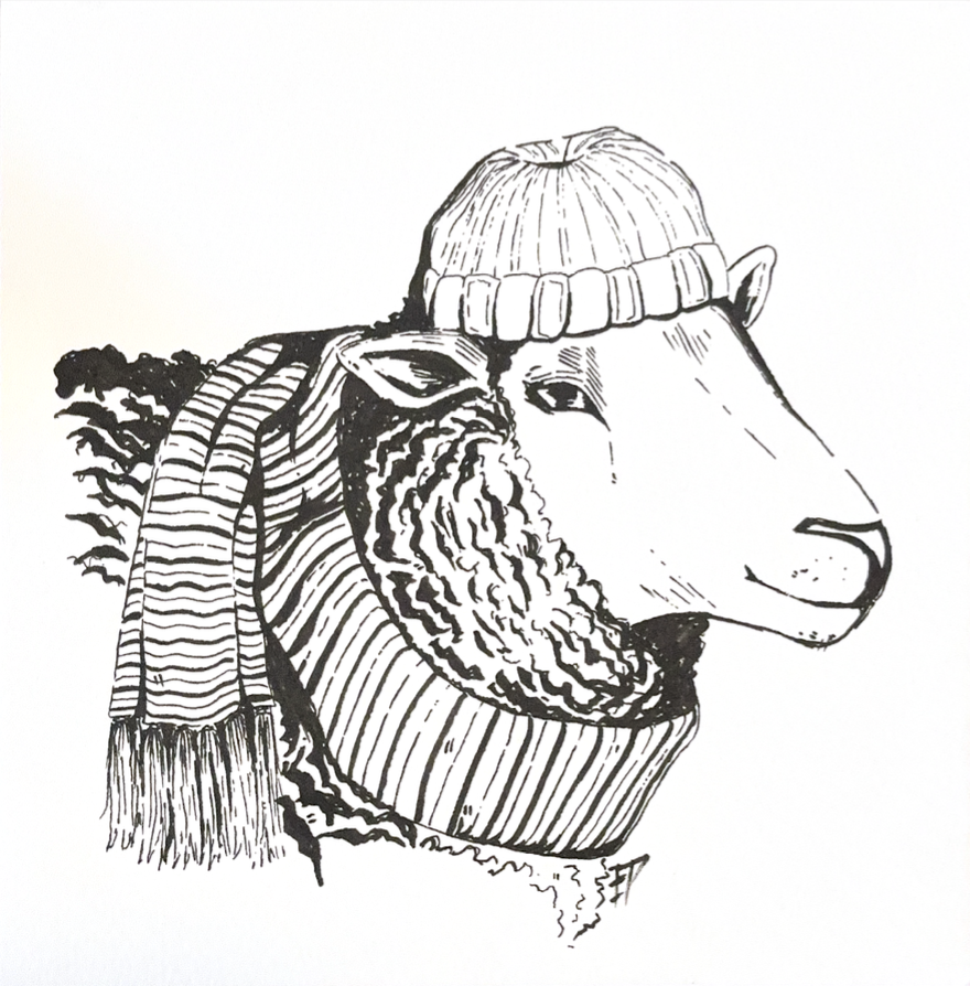 Sheep