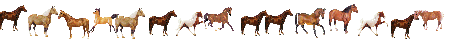 horse banner
