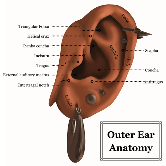 Ear