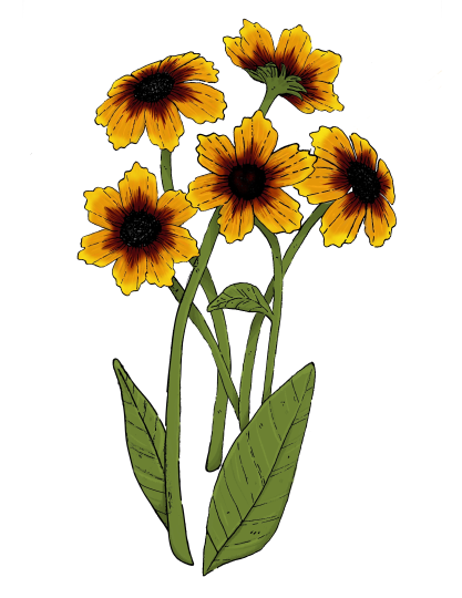 Large-flowered Tickseed, Coreopsis grandiflora