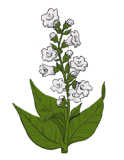 Foxglove Beardtongue, Penstemon digitalis
