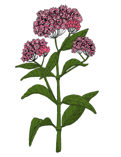 Swamp milkweed, Asclepias incarnata