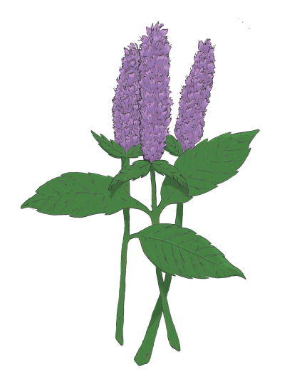 Anise hyssop (Agastache foeniculum)