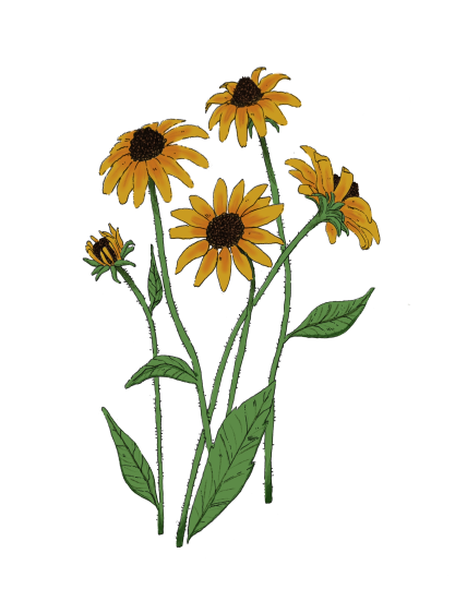 Black-eyed Susan (Rudbeckia hirta)