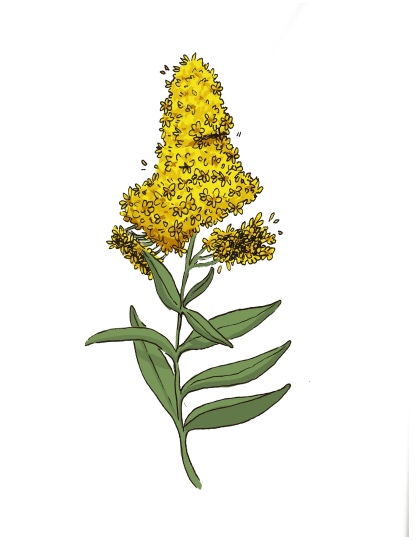 Goldenrod, Solidago