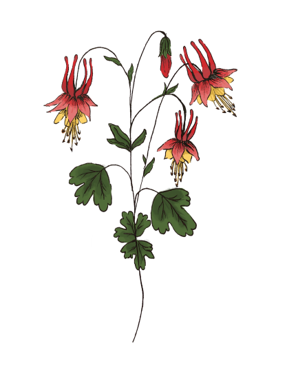 Red Columbine (Aquilegia canadensis)