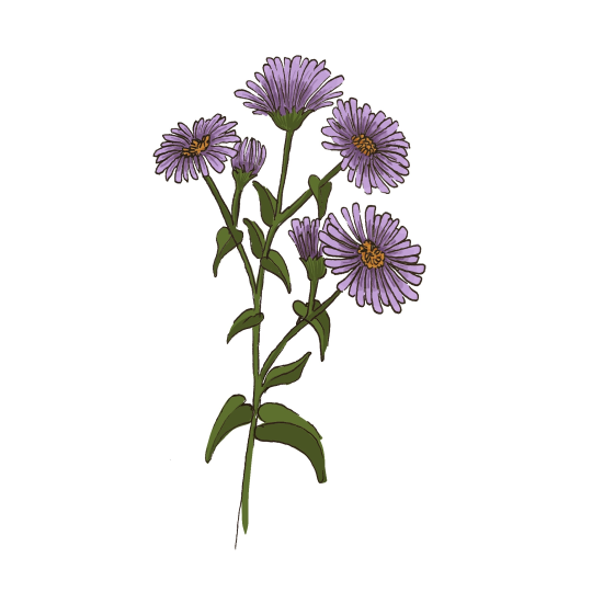 New England Aster (Symphyotrichum novae-angliae)