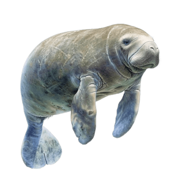 manatee