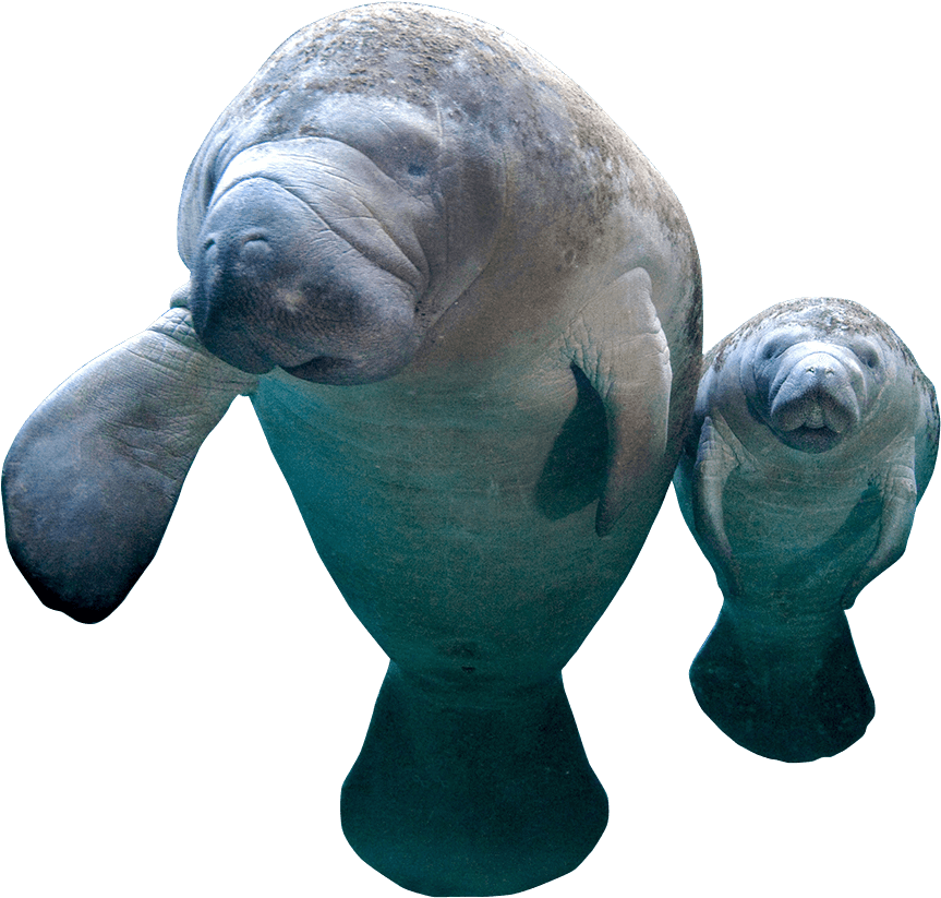 manatee