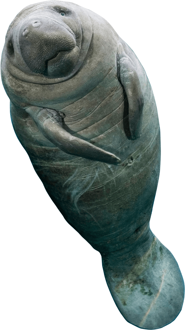 manatee
