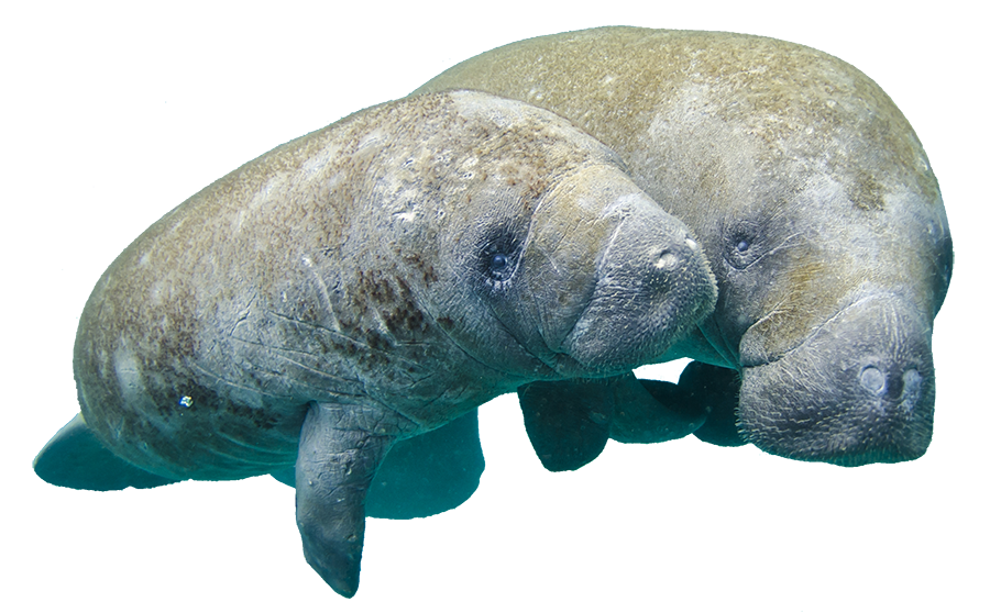 manatee